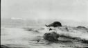 Image of [Dead walrus on pan. Icebergs beyond]